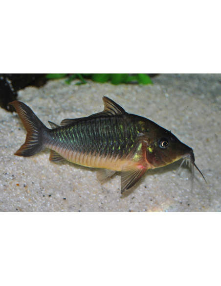 Corydoras émeraude (Brochis splendens) 5-6cm Wild