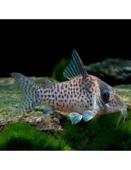 Corydoras Agassizi 2,5-3cm Wild