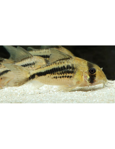 Corydoras Deckeri 2-2,5cm Wild