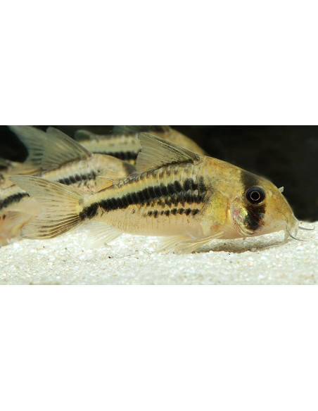 Corydoras Deckeri 2-2,5cm Wild