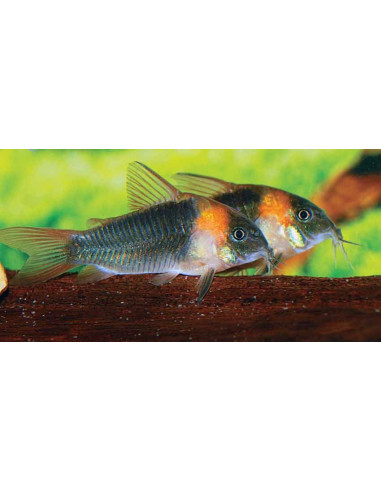 Corydoras Eques 2,5-3cm Wild