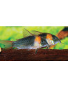 Corydoras Eques 2,5-3cm Wild