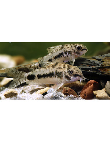 Corydoras Habrosus 1-1,5cm Wild