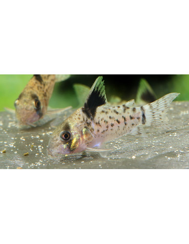 Corydoras leucomelas (Corydoras leucomelas) 3-3,5cm Wild