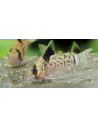 Corydoras Leucomelas 3-3,5cm Wild