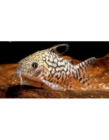 Corydoras reticulatus (Corydoras reticulatus) 3-3,5cm Wild