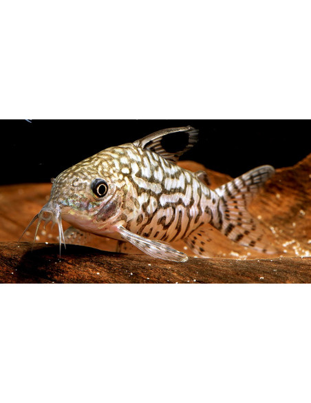Corydoras reticulatus (Corydoras reticulatus) 3-3,5cm Wild
