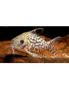 Corydoras Reticulatus 3-3,5cm Wild