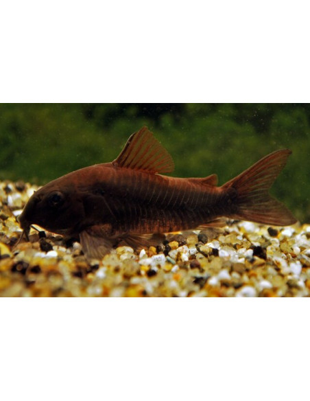 Corydoras Venezuela Black 2-2,5cm