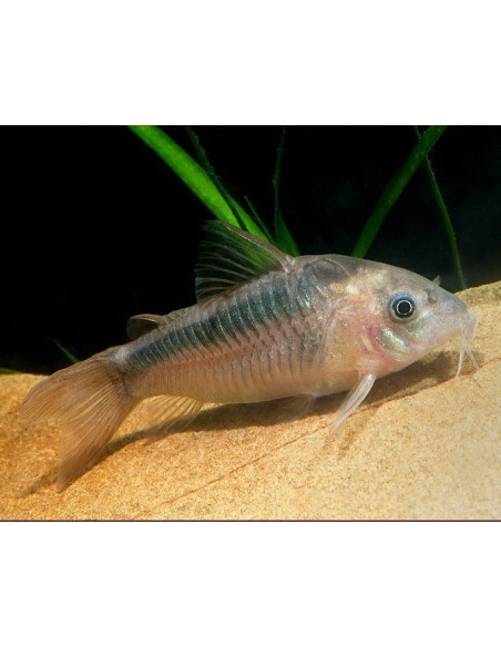 Corydoras Rabauti 3-4cm Wild