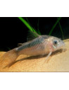 Corydoras Rabauti 3-4cm Wild