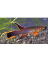 Aphyosemion Australe 3-4cm