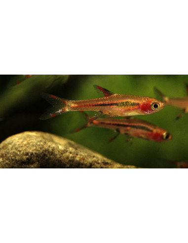 Boraras brigittae (Boraras brigittae) 1,5-2cm Wild