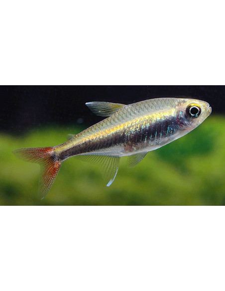 Hyphessobrycon loretoensis (Hyphessobrycon loretoensis) 1,5-2cm Wild
