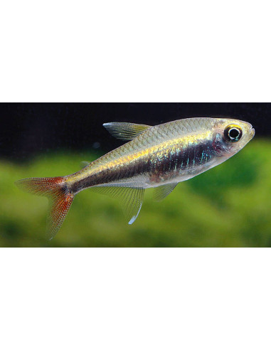 Hyphessobrycon loretoensis (Hyphessobrycon loretoensis) 2-2,5cm Wild