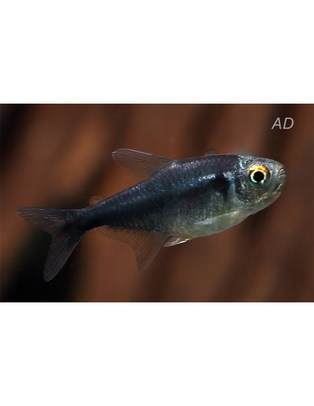 Hyphessobrycon Herbertaxelrodi Black Diamond 2-2,5cm