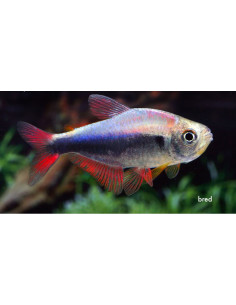 Hyphessobrycon margitae (Hyphessobrycon margitae) 2,5-3cm