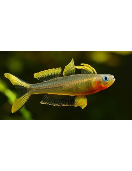 Pseudomugil Furcatus 2-2,5cm