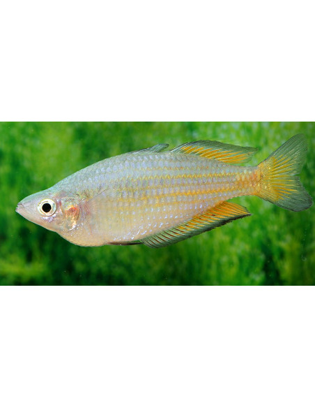 Melanotaenia Parkinsoni 4,5-5,5cm
