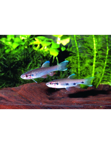 Pyrrhulina spilota (Pyrrhulina spilota) 3-4cm Wild