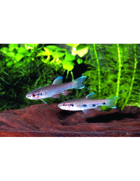 Pyrrhulina spilota (Pyrrhulina spilota) 3-4cm Wild