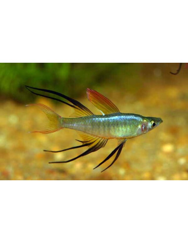 Iriatherina Werneri 2-2,5cm