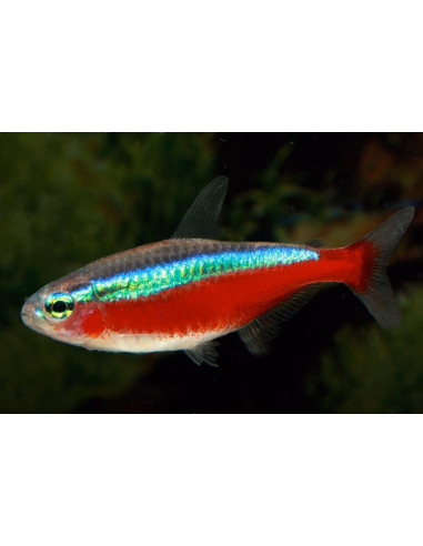 Cardinalis  (Paracheirodon axelrodi) 1,5-1,7cm