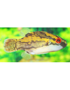 Tétraodon lorteti (Carinotetraodon lorteti) 2-3cm Wild