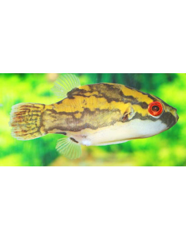 Tétraodon lorteti (Carinotetraodon lorteti) 2-3cm Wild