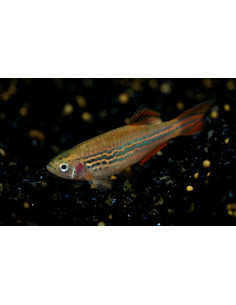 Danio kyathit (Danio kyathit) 2-3cm Wild