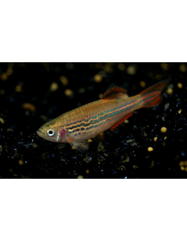 Danio kyathit (Danio kyathit) 2-3cm Wild
