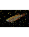 Danio kyathit (Danio kyathit) 2-3cm Wild