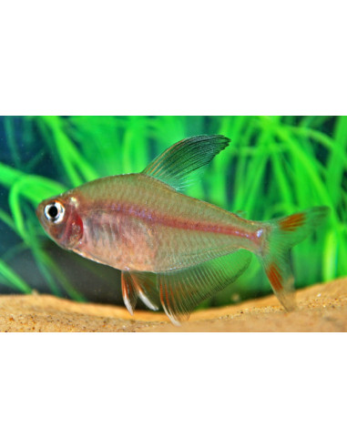 Tétra bentosi (Hyphessobrycon bentosi) 2,5-3cm Wild