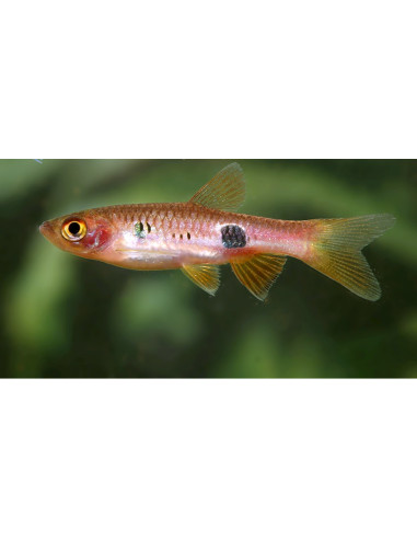 Rasbora clown (Rasbora kalochroma) 2,5-3cm