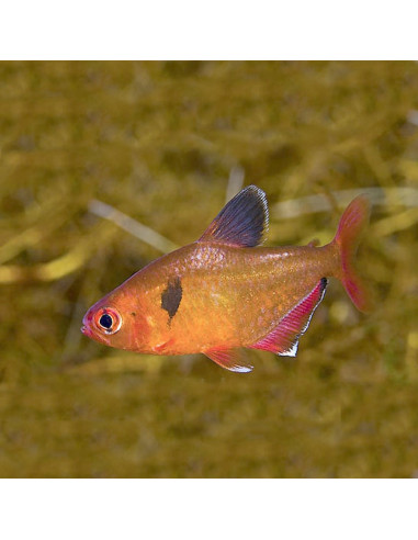 Tétra eques voiles (Hyphessobrycon eques Veiltail) 1,5-2cm