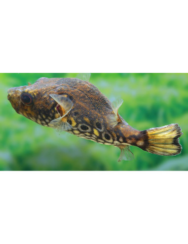 Tetraodon Palembangensis 7,5-10cm Wild