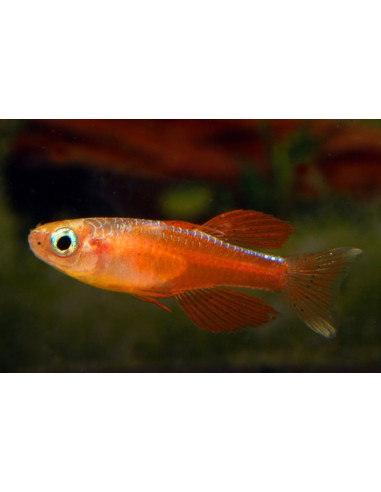 Pseudomugil Iriani 1,5-2cm