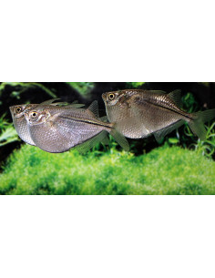 Poisson-hachette Gasteropelecus sternicla (Gasteropelecus sternicla) 2,5-3cm Wild