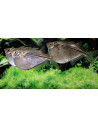 Poisson-hachette Gasteropelecus sternicla (Gasteropelecus sternicla) 2,5-3cm Wild
