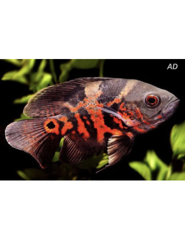 Astronotus Ocellatus Red Tiger 4-6cm