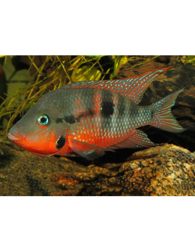 Thorichthys meeki (Thorichthys meeki) 3,5-4cm