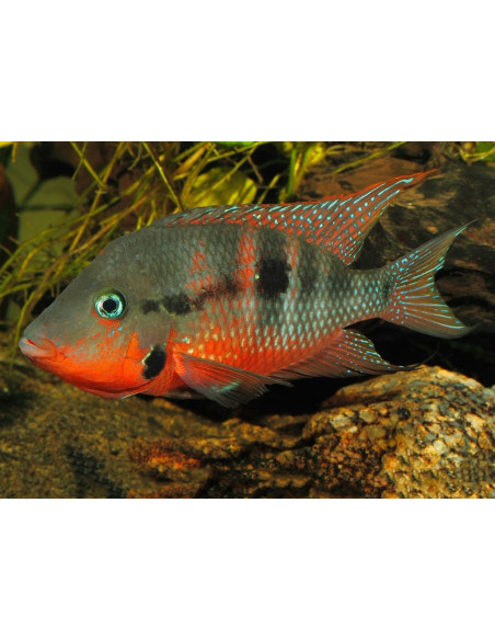 Thorichthys meeki (Thorichthys meeki) 3,5-4cm