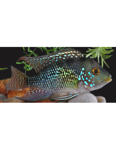 Geophagus brasiliensis (Geophagus brasiliensis) 5-6cm