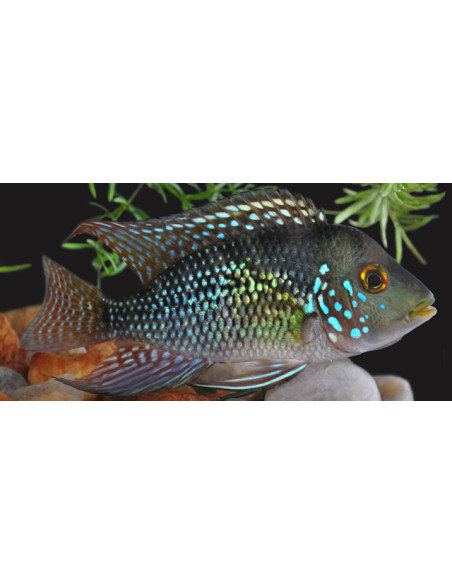 Geophagus brasiliensis (Geophagus brasiliensis) 5-6cm