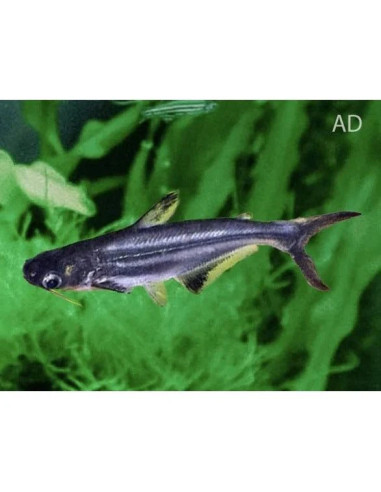 Pangasius hypophthalmus (Pangasius hypophthalmus) 4-5cm