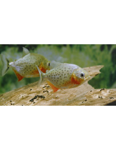 Piranha rouge (Pygocentrus nattereri) 2,5-4cm