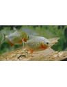 Piranha rouge (Pygocentrus nattereri) 2,5-4cm