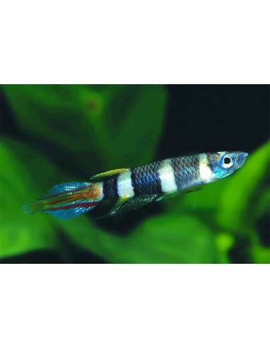 Epiplatys Annulatus 2-2.5cm