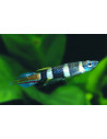 Epiplatys Annulatus 2-2.5cm