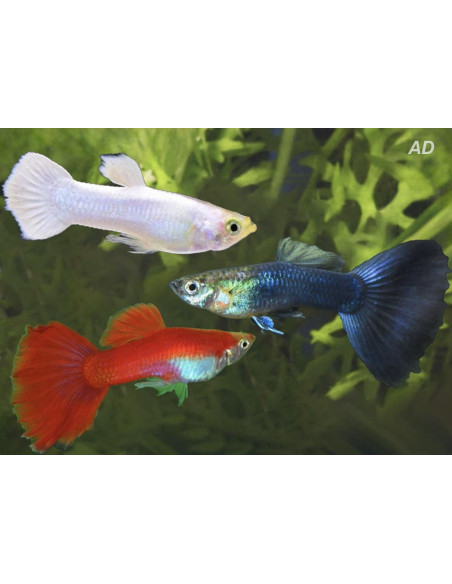 Poecilia Reticulatus Mix Red/White/Blue (M) 3,5-4cm